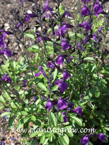 Salvia Mirage Violet (Salvia greggii)
